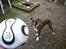 Boxer Gizmo - Noget vi kan lide