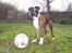 Boxer Gizmo - Silkeborg superliga kan bare ringe... 