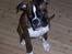 Boxer Gizmo - Stadig hvalpet... 