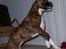 Boxer Gizmo - Jump