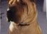 Shar pei Woody