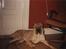 Shar pei Woody