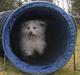 Coton de tulear Kenzo