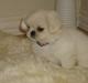 Pekingeser tilde