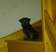 Cairn terrier Balder