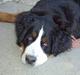 Berner sennenhund Boomer *R.I.P*