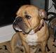 Engelsk bulldog Molly