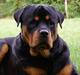 Rottweiler Basse