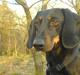Gravhund Mille 