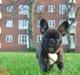 Fransk bulldog Diesel
