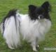 Papillon Bastian