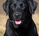 Labrador retriever Majlunds Black Bailey