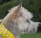 Cairn terrier Malou aka Sheriffen 