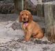Cocker spaniel Frida