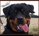 Rottweiler Buddy 