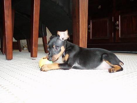 Prazsky krysarik Aya - Nu har jeg været hjemme et par dage, jeg STYRER bare det hele billede 3