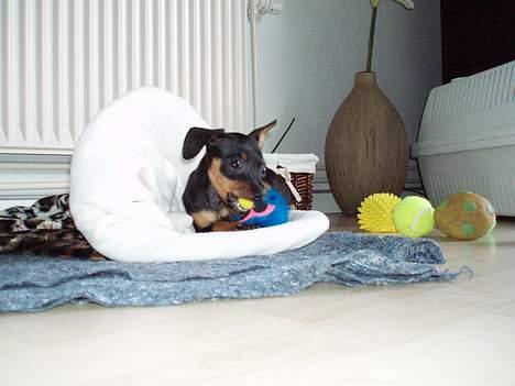 Prazsky krysarik Aya - Alt det legetøj hva´ skal jeg dog vælge billede 4