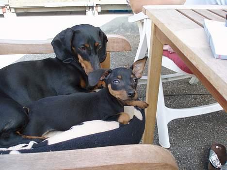 Prazsky krysarik Aya - Min bedsteste pap-mor billede 5