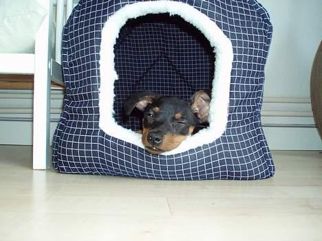 Prazsky krysarik Aya - Jaa man skal jo putte lidt. billede 6