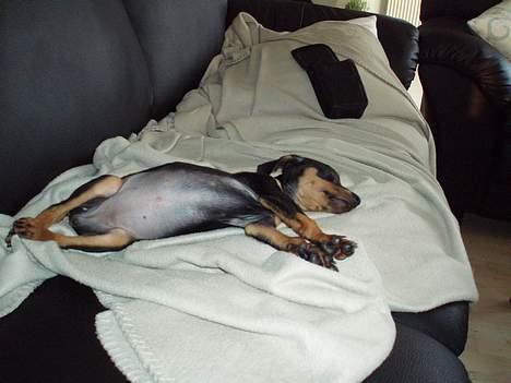 Prazsky krysarik Aya - Jaaa eller meget billede 7