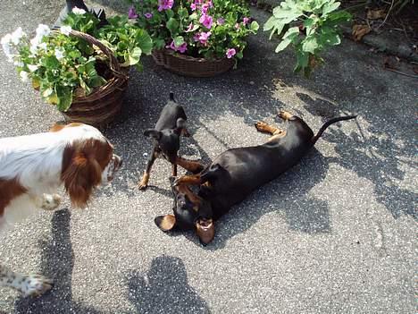 Prazsky krysarik Aya - My Friends billede 8