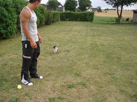 Prazsky krysarik Aya - Find holger- naej find Aya billede 9