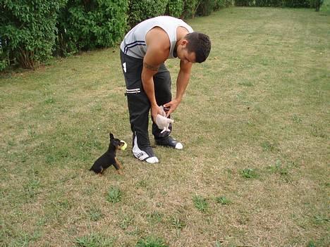 Prazsky krysarik Aya - hmm rotten, eller bolden, meget svært valg?!? billede 10