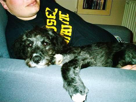 Blanding af racer Zulu - Det er altid afslappende at kunne putte sig indtil "far" billede 6