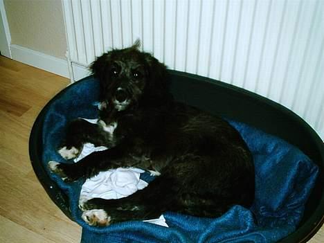 Blanding af racer Zulu - Morgenhår billede 7