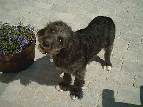 Blanding af racer Zulu - Kan du stå for mig??? billede 8