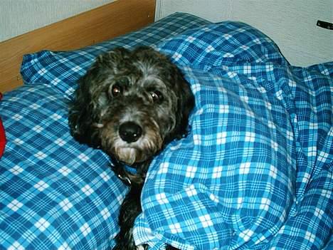 Blanding af racer Zulu - Det er hårdt at være på ferie... billede 9