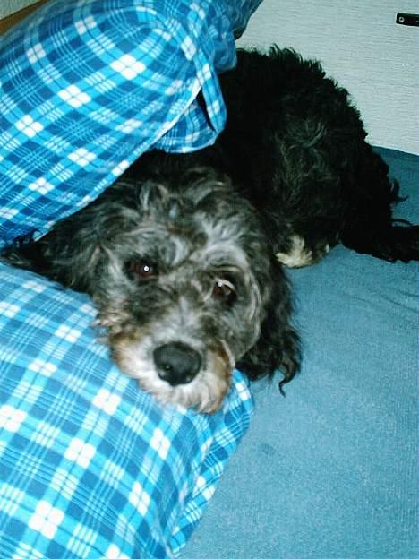 Blanding af racer Zulu - hmm... skal vi lege gemme?? billede 10