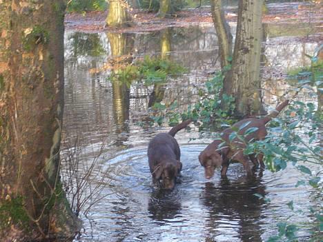 Labrador retriever Sille - det bliver mere spændene billede 7