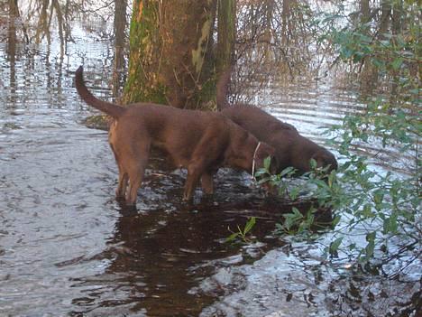 Labrador retriever Sille - det er spændene billede 8