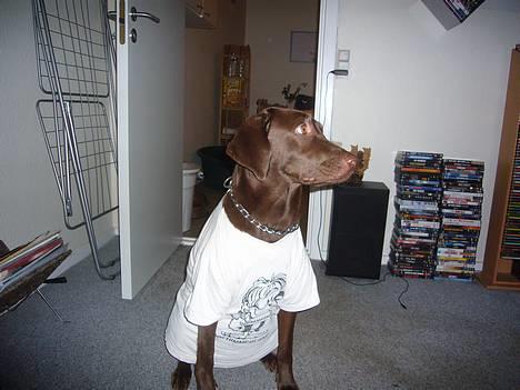 Labrador retriever Sille - jeg hader at have tøj på billede 9
