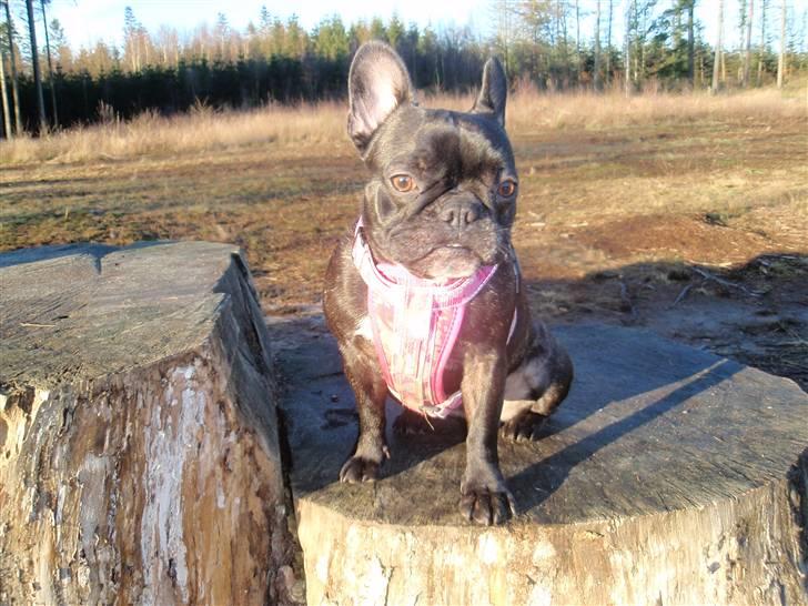 Fransk bulldog FreYa billede 10