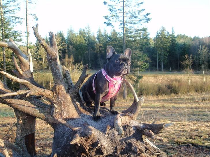 Fransk bulldog FreYa billede 11