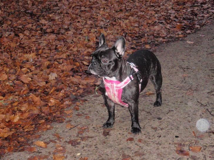 Fransk bulldog FreYa - Bedste venner <3 billede 12