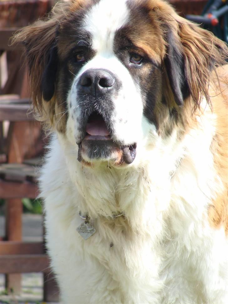 Sankt bernhardshund Møffe 20/02/06 - 17/11/08 - møffer billede 11