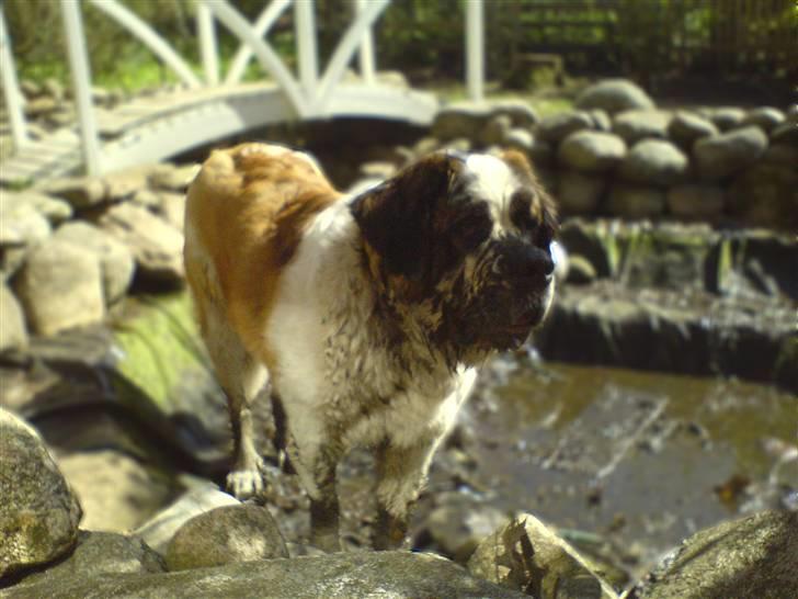 Sankt bernhardshund Møffe 20/02/06 - 17/11/08 billede 12