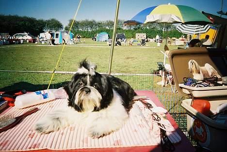 Shih tzu cacy billede 1