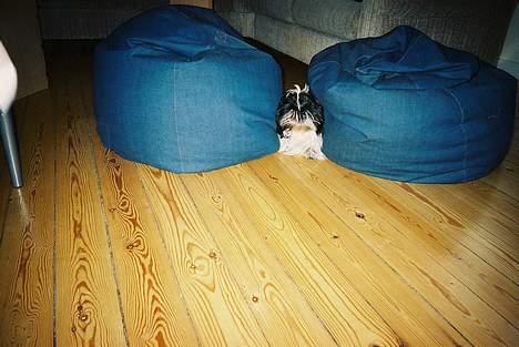 Shih tzu cacy billede 2