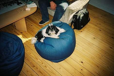 Shih tzu cacy billede 3