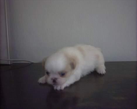 Blanding af racer Ollie billede 1