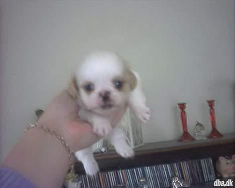 Blanding af racer Ollie billede 2