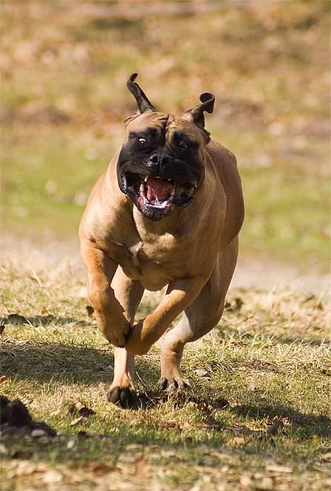 Bullmastiff Ally - TOSA-billed billede 1