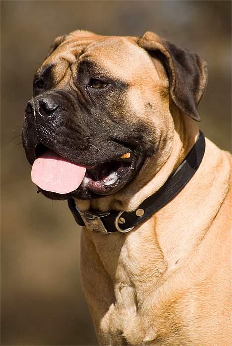 Bullmastiff Ally - TOSA-billed billede 2