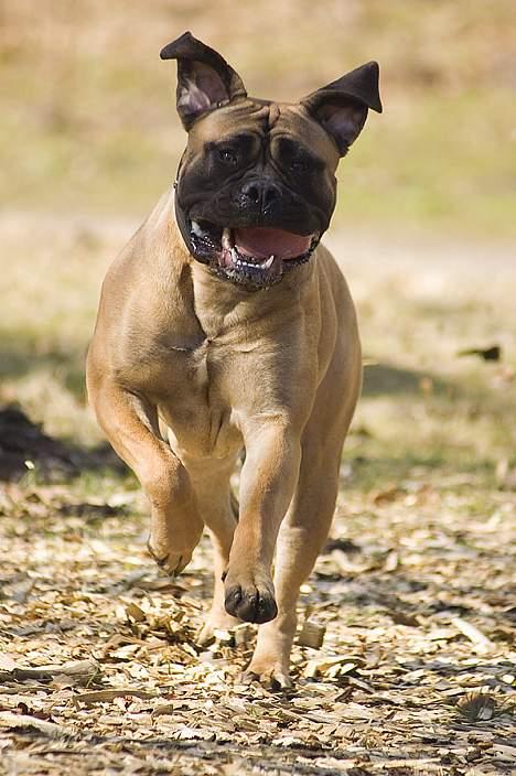 Bullmastiff Ally - TOSA-billed billede 3