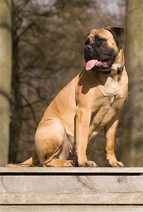 Bullmastiff Ally - TOSA-billed billede 4
