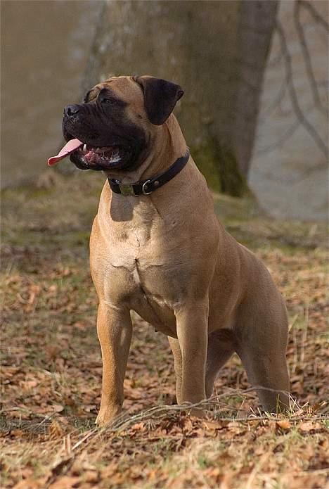 Bullmastiff Ally - TOSA-billed billede 5